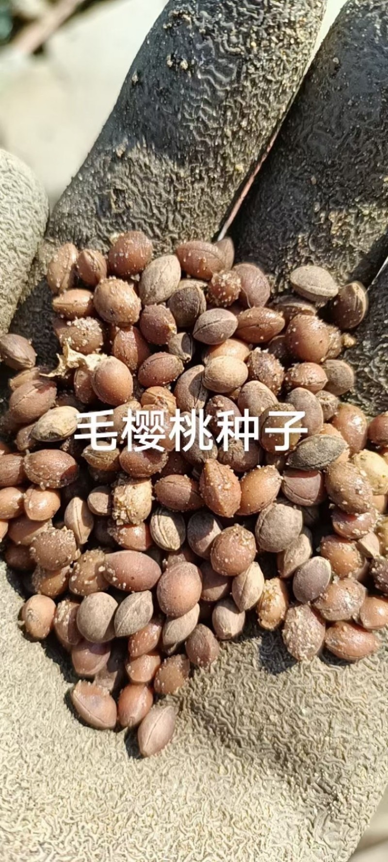 樱桃种子-南洋樱桃辽宁营口供应26年鲜货对接批发零售等