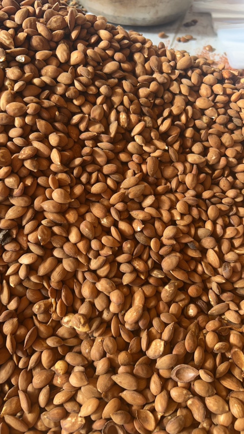 桃树种子毛桃芽大量批发对接商超批发市场可代收代卖