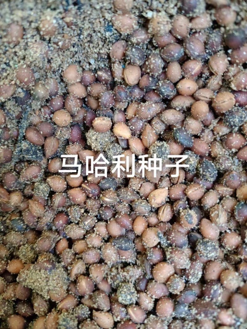 马哈利种子，芽率99%，一手货源，大量批发零售