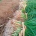 山东济宁专业蔬菜苗/二红洋葱苗/量大价优/欢迎电联