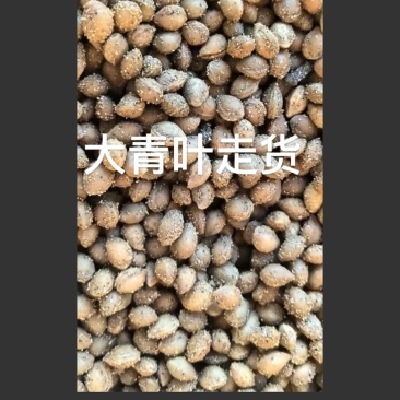樱桃种子/马哈利种子大青叶嫁接车厘子沾木/对接批发