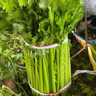 大棚芹菜大量供货具体看菜说价欢迎前来收购支持各种包装