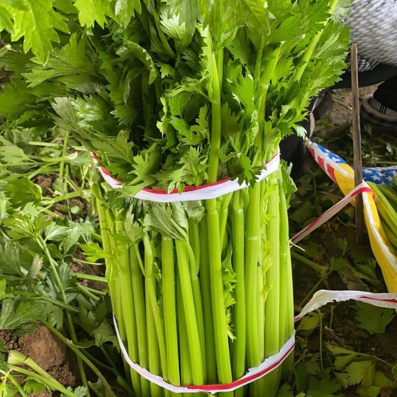 大棚芹菜大量供货具体看菜说价欢迎前来收购支持各种包装