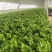 大棚芹菜大量供货具体看菜说价欢迎前来收购支持各种包装