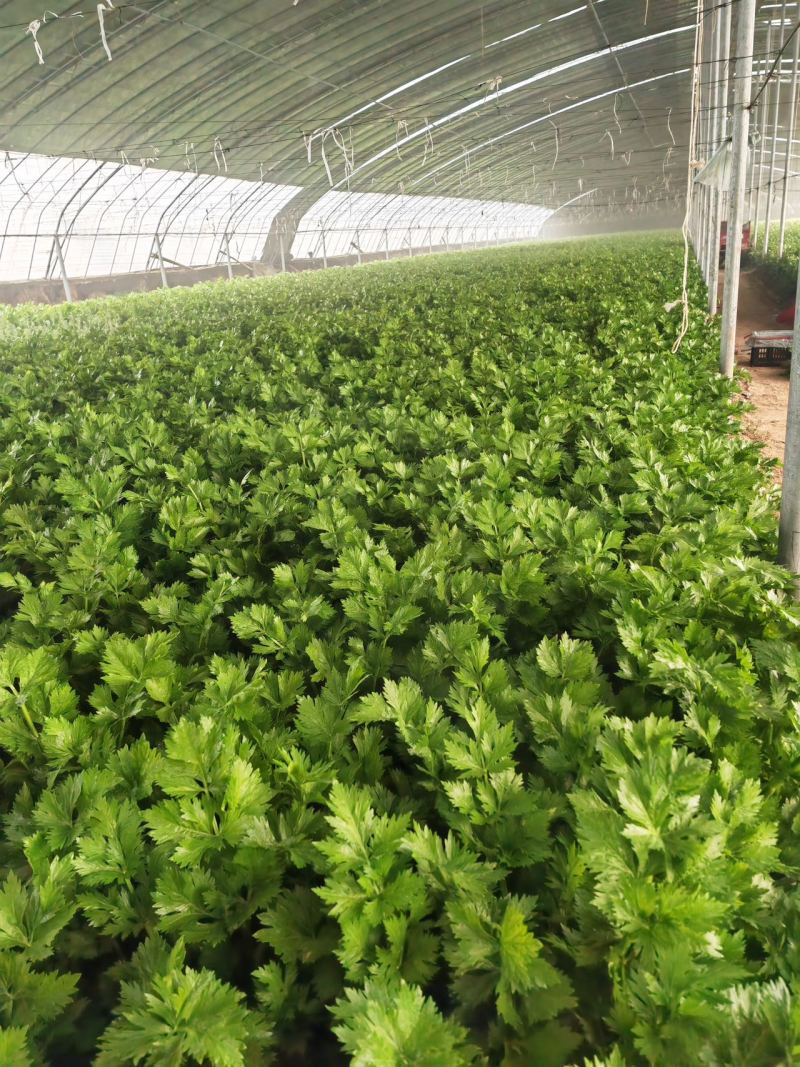 大棚芹菜大量供货具体看菜说价欢迎前来收购支持各种包装