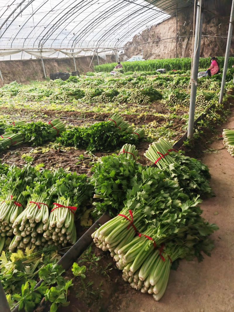 大棚芹菜大量供货具体看菜说价欢迎前来收购支持各种包装