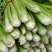 大棚芹菜大量供货具体看菜说价欢迎前来收购支持各种包装