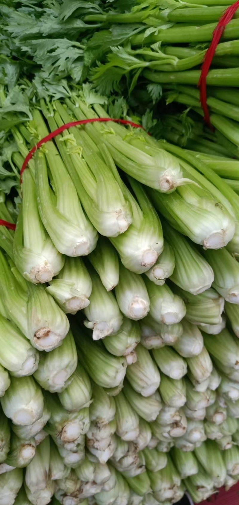 大棚芹菜大量供货具体看菜说价欢迎前来收购支持各种包装