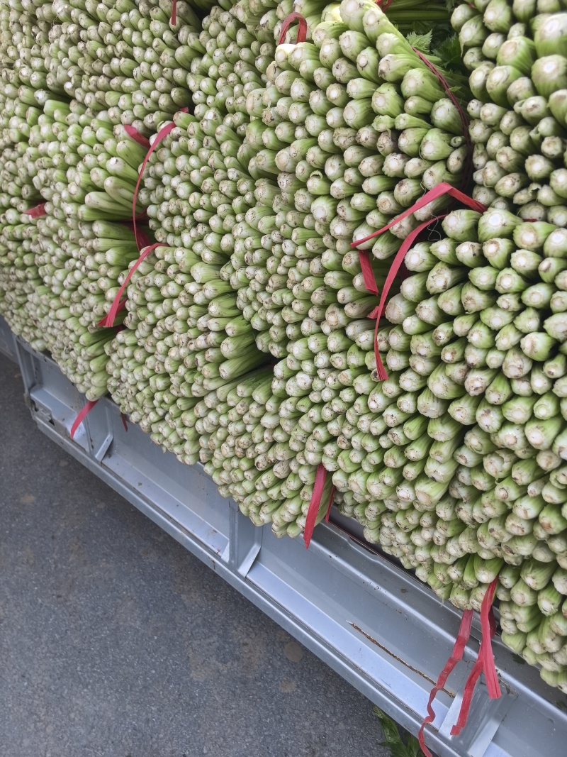 大棚芹菜大量供货具体看菜说价欢迎前来收购支持各种包装