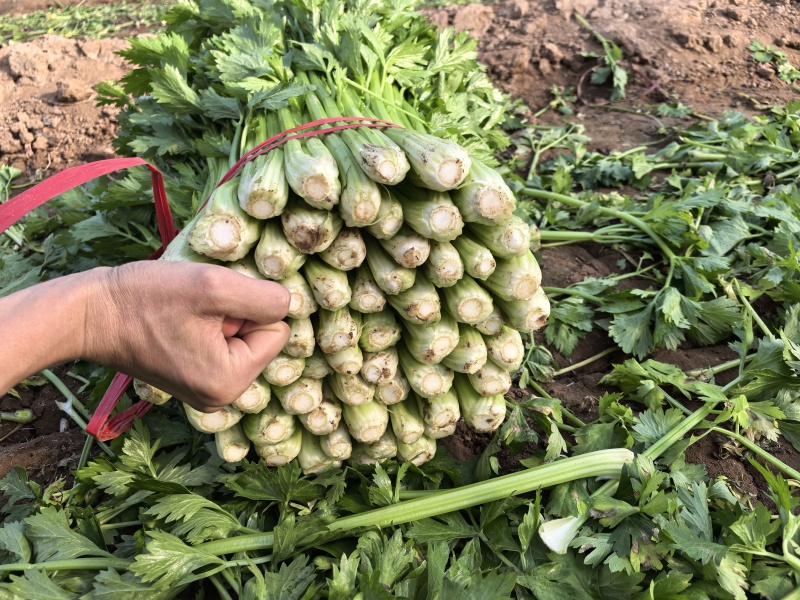 大棚芹菜大量供货具体看菜说价欢迎前来收购支持各种包装