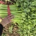 大棚芹菜大量供货具体看菜说价欢迎前来收购支持各种包装