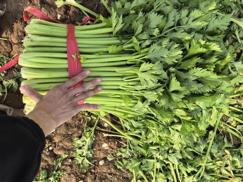 大棚芹菜大量供货具体看菜说价欢迎前来收购支持各种包装