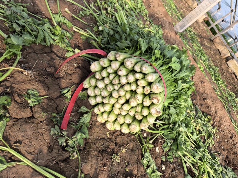 大棚芹菜大量供货具体看菜说价欢迎前来收购支持各种包装
