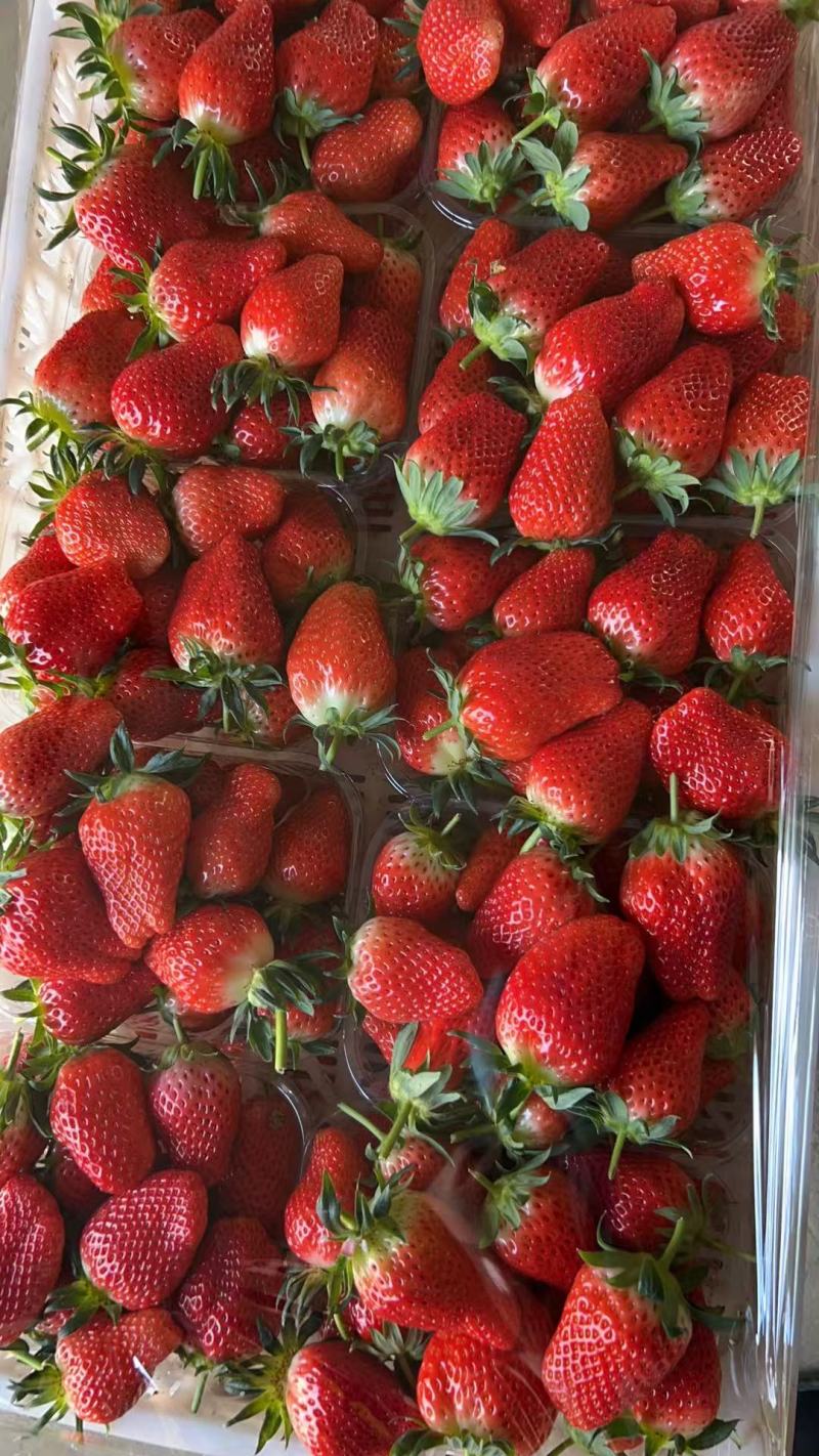 甜宝草莓海阳草莓精品草莓山东草莓可视频看货保质