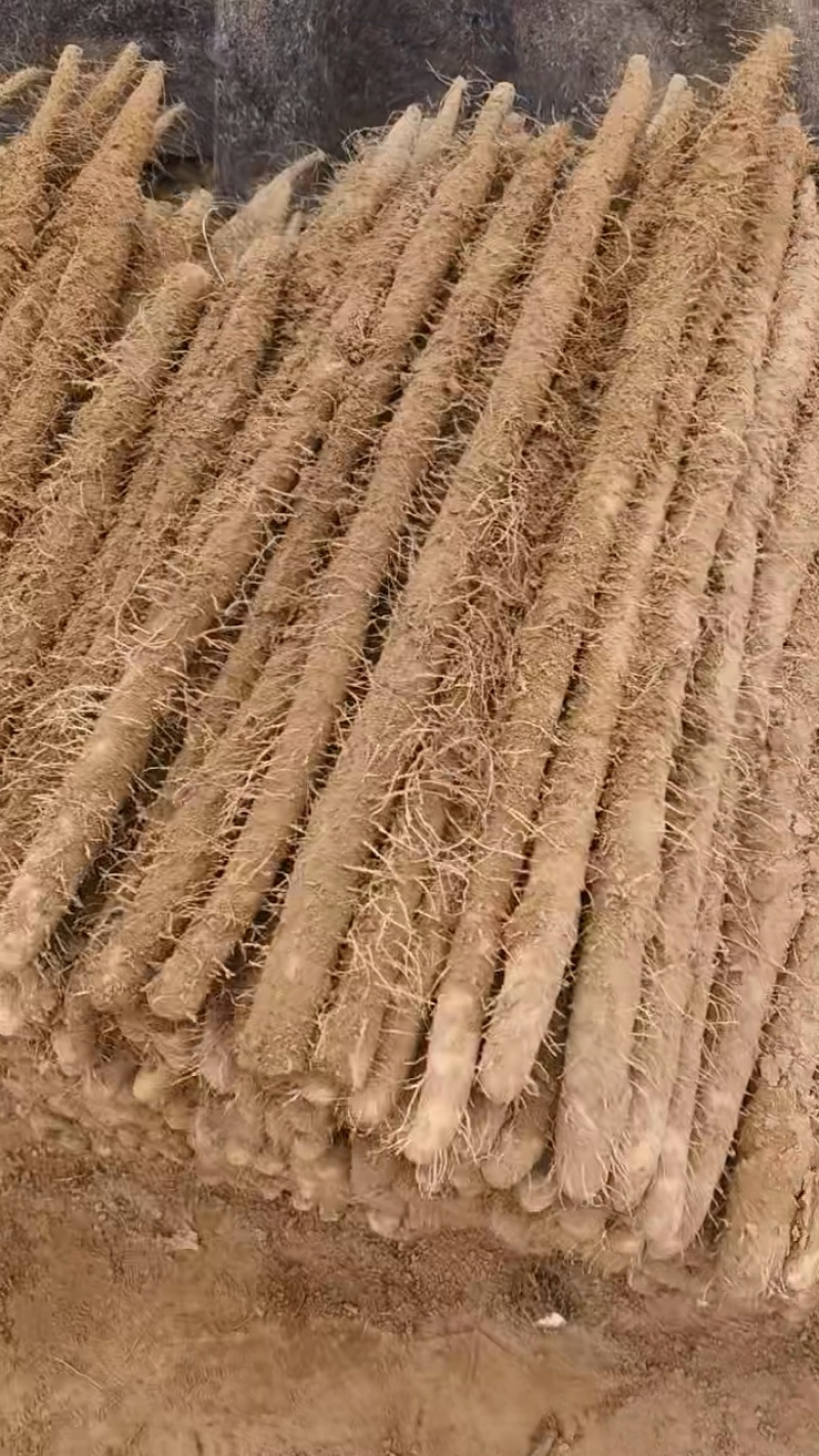 棒山药大量接单，25年新货大量供应，欢迎来电咨询