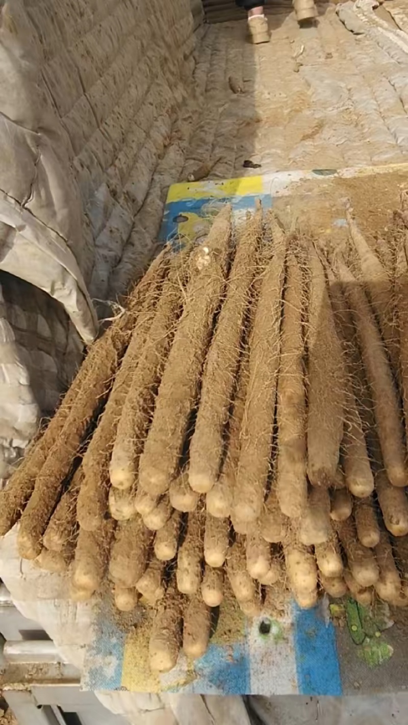 棒山药大量接单，25年新货大量供应，欢迎来电咨询