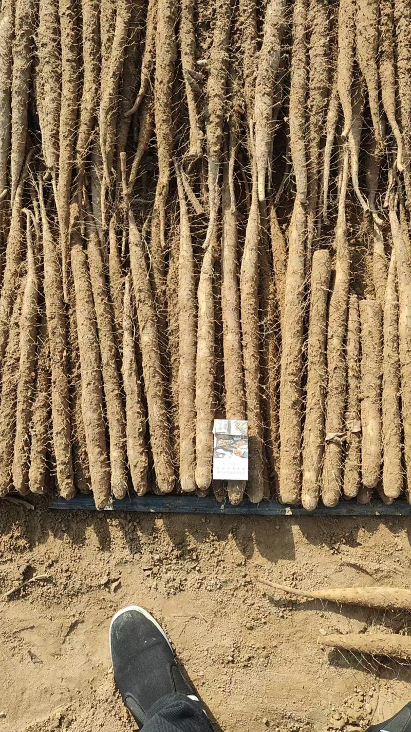 棒山药大量接单，25年新货大量供应，欢迎来电咨询