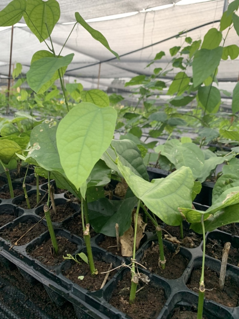 营养土赤苍藤龙须菜姑娘菜种苗