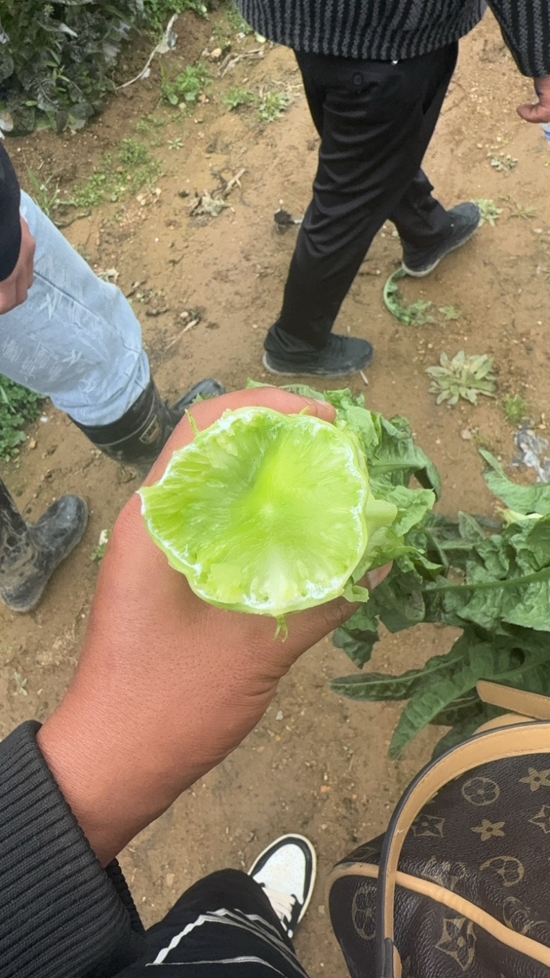 紫叶莴笋