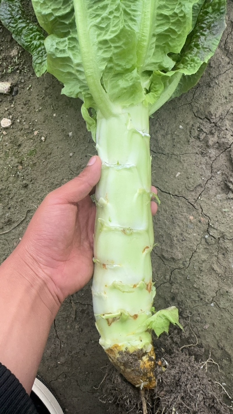 紫叶莴笋