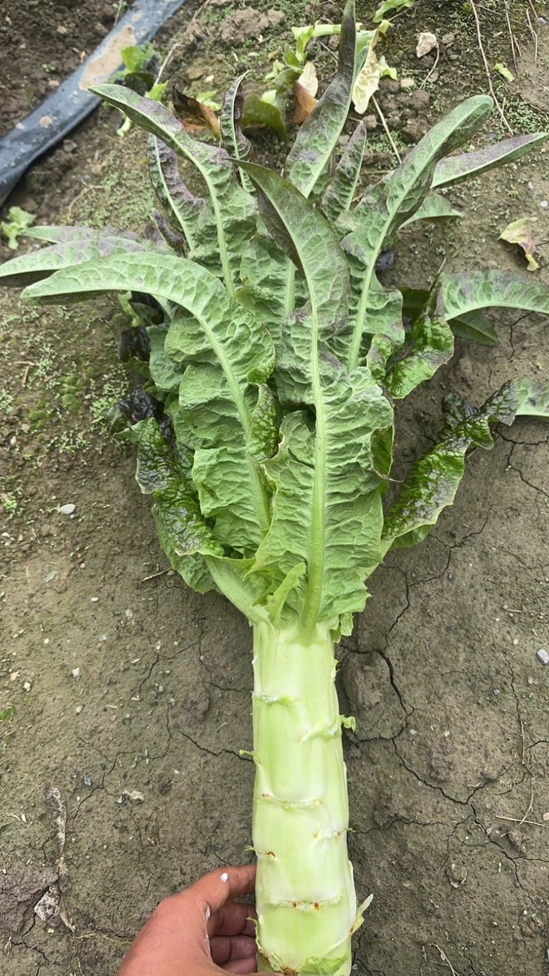 紫叶莴笋