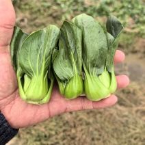 露天。精品矮脚青菜。