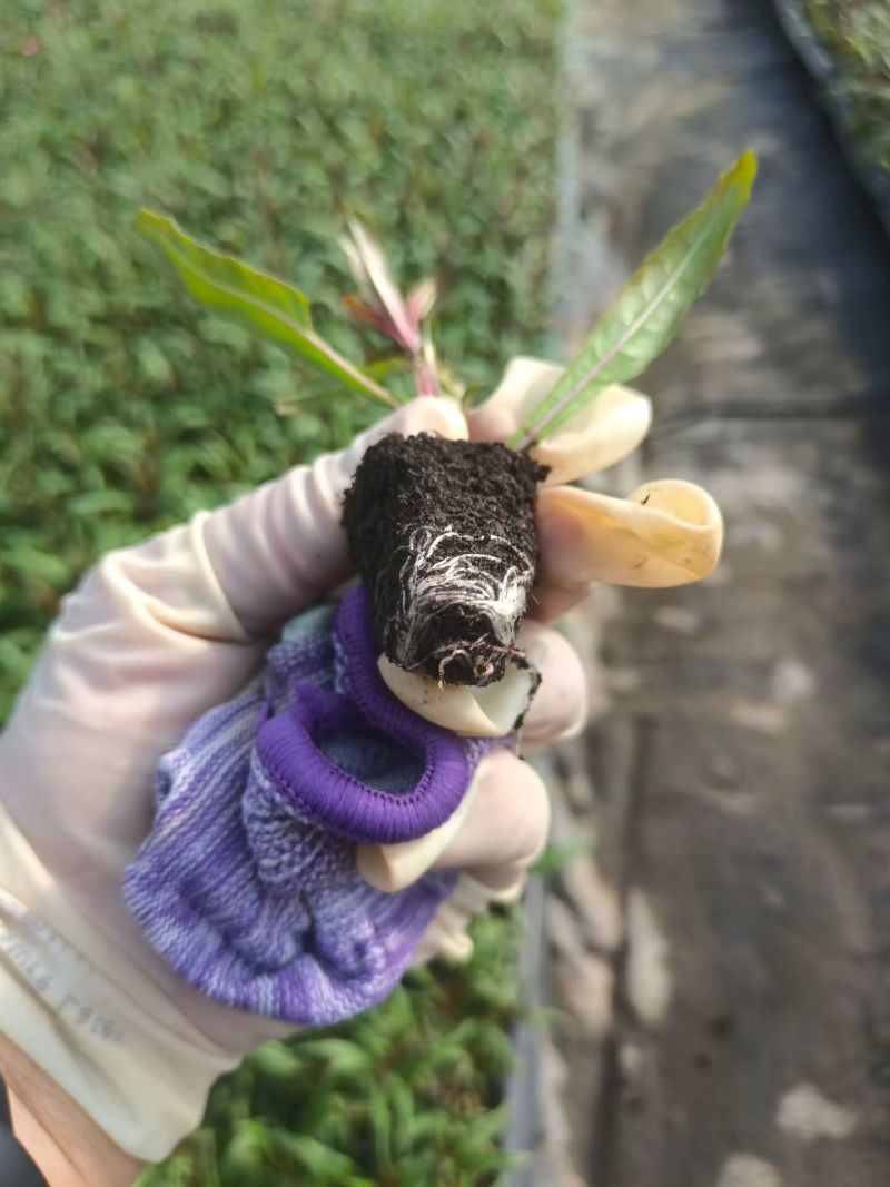 山桃草穴盘苗