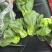 露天。精品矮脚青菜。