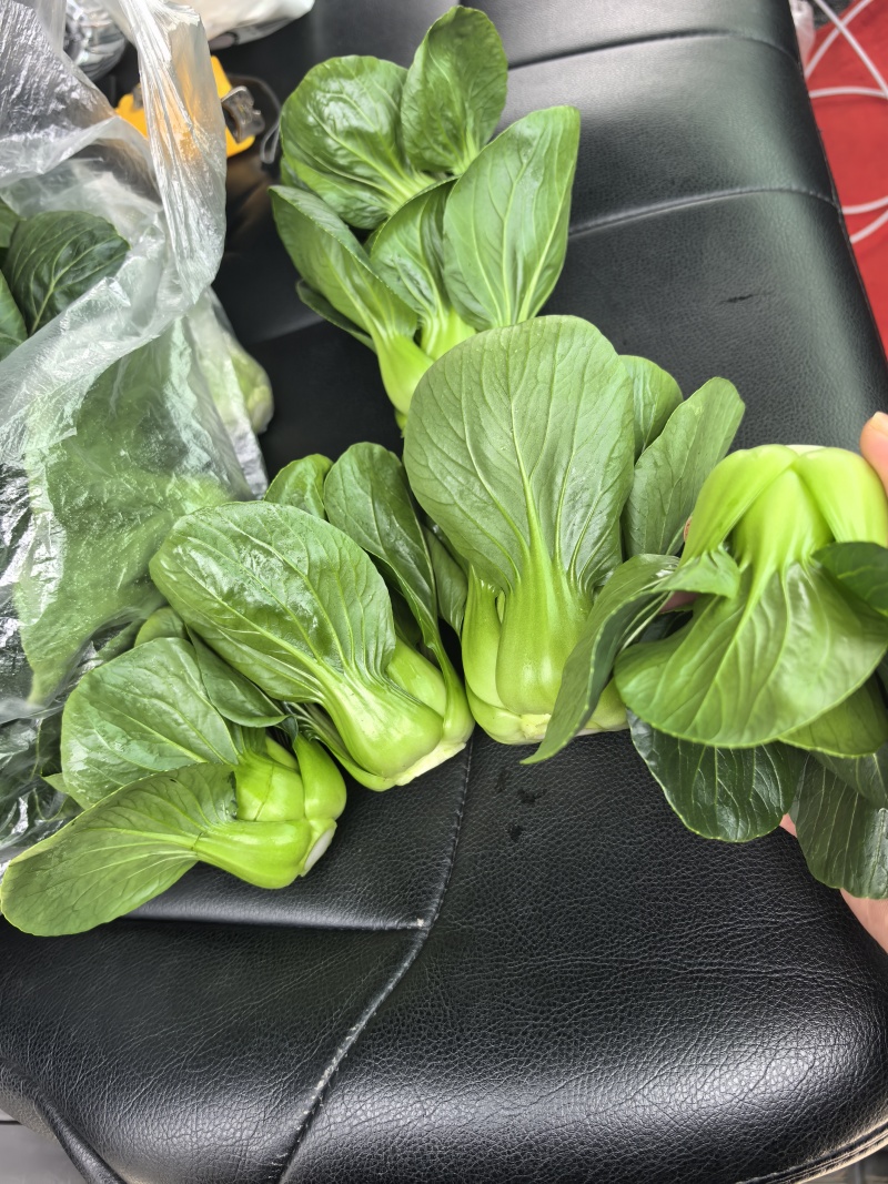 露天。精品矮脚青菜。