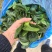 露天。精品矮脚青菜。