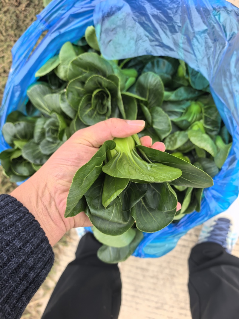 露天。精品矮脚青菜。