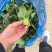 露天。精品矮脚青菜。