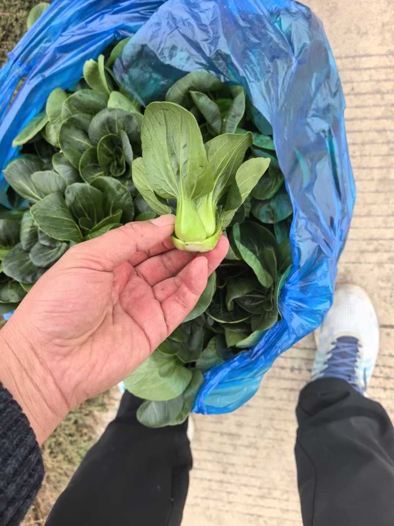 露天。精品矮脚青菜。