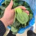 露天。精品矮脚青菜。