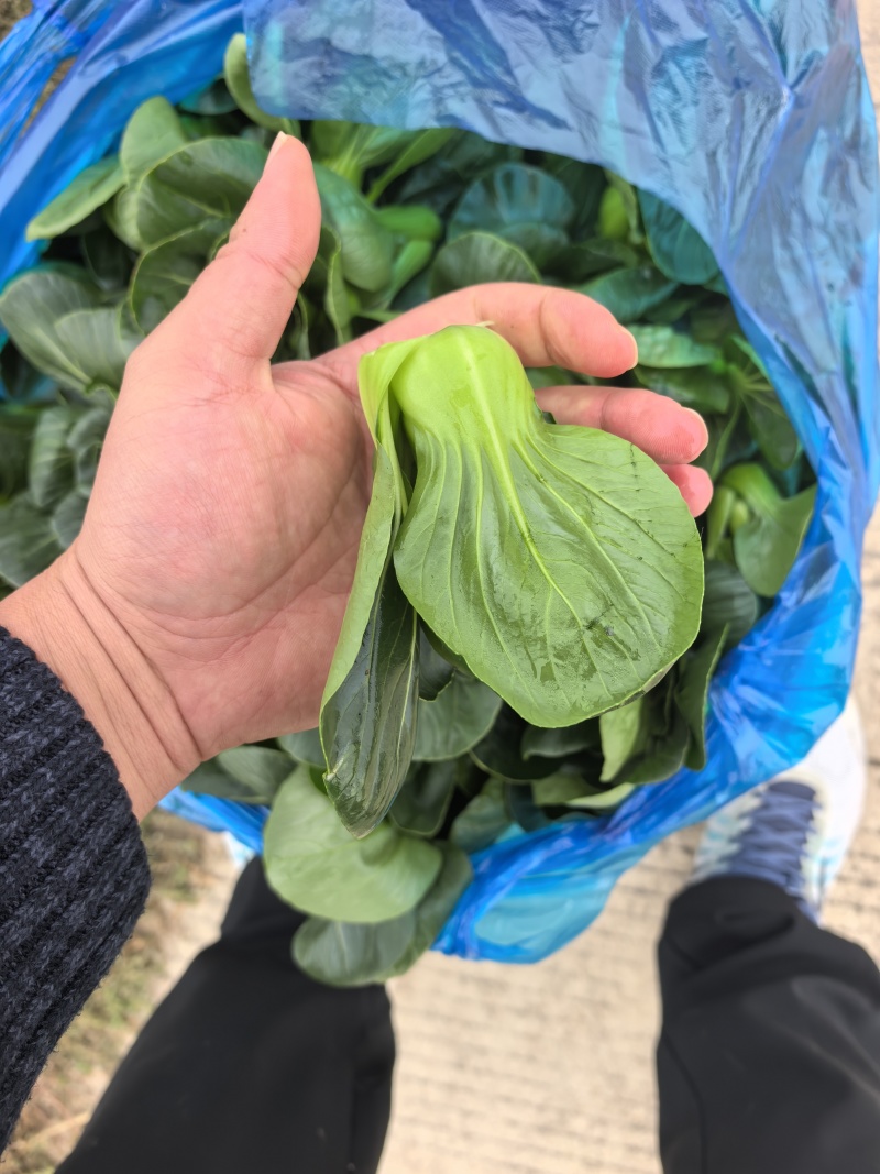 露天。精品矮脚青菜。