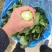 露天。精品矮脚青菜。