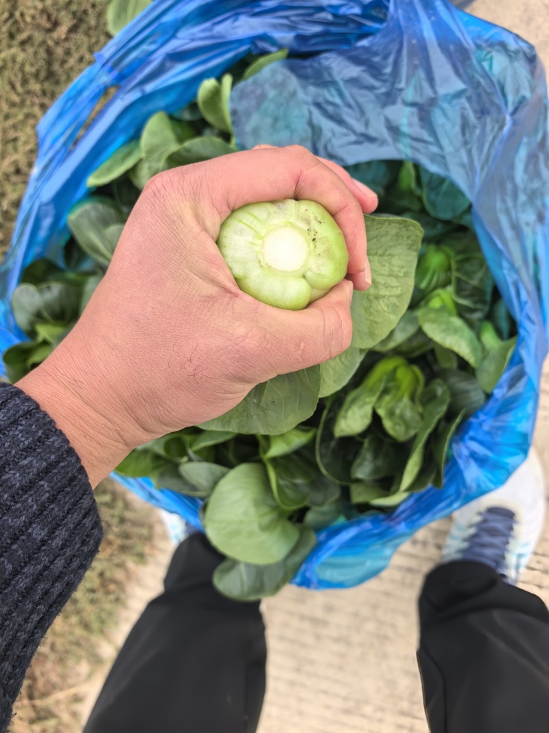 露天。精品矮脚青菜。
