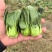 露天。精品矮脚青菜。