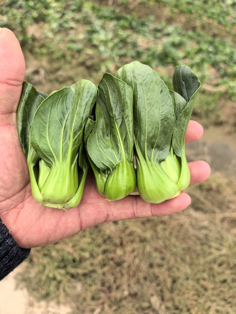 露天。精品矮脚青菜。