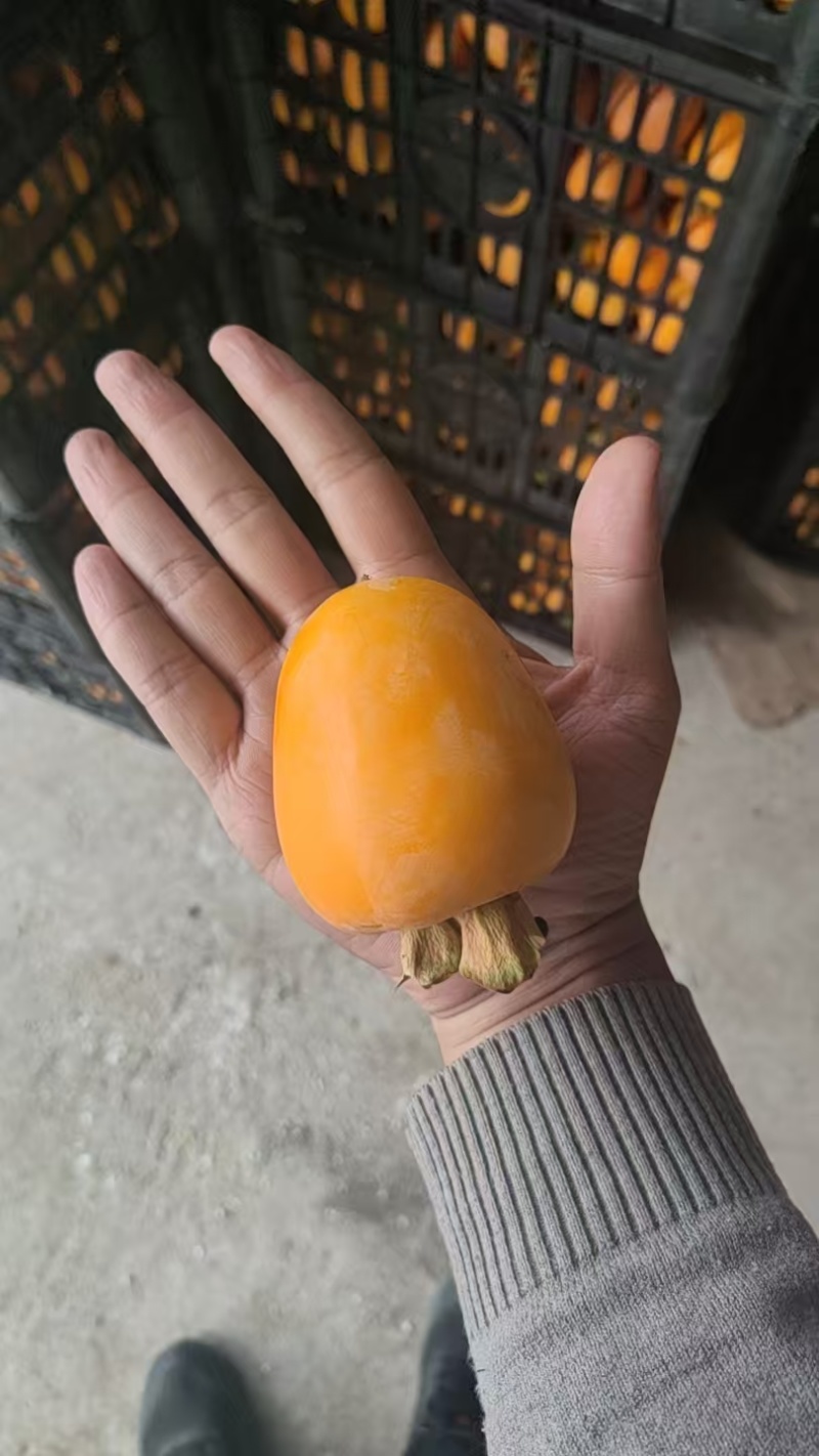 芒果柿子已经脱涩产地直采！！！