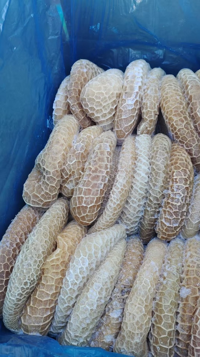 金钱肚