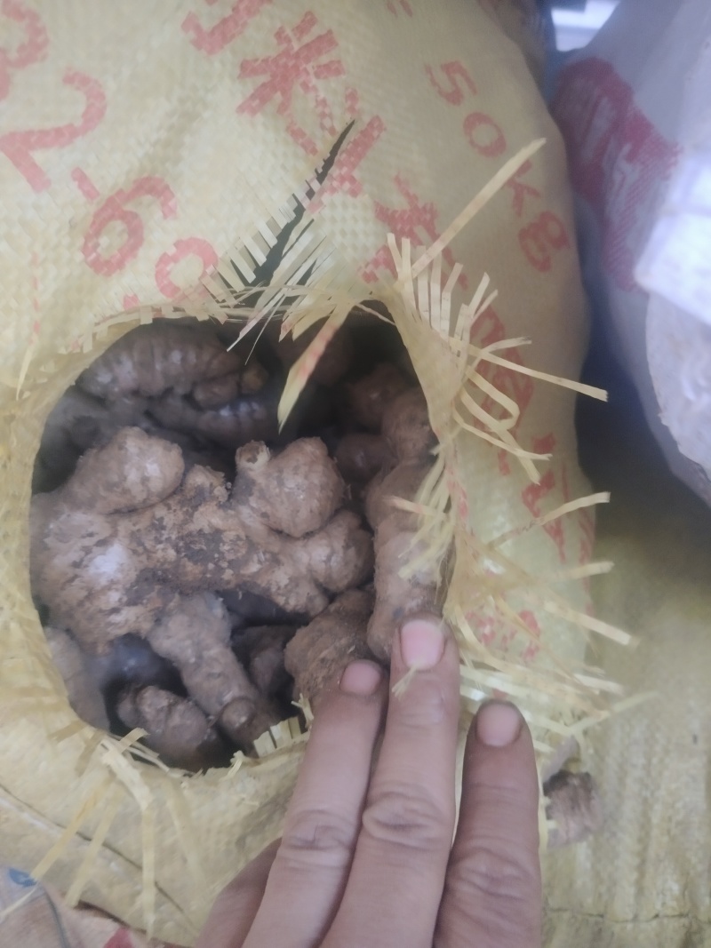 贵州镇宁老姜母