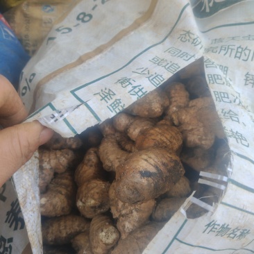 贵州镇宁老姜母