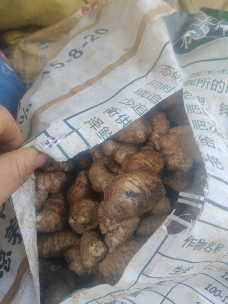 贵州镇宁老姜母