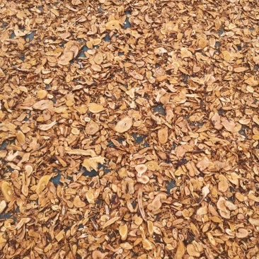 虎杖，野生虎杖，洗净切片干货