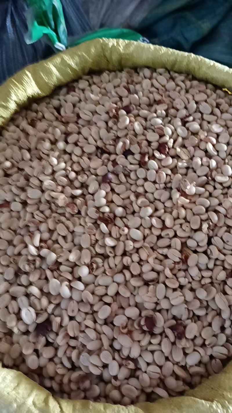 咖啡壳豆生豆