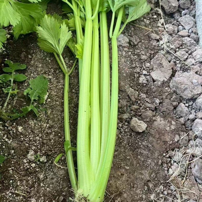 莹秀翠竹西芹种子100克装进口西芹厂家直销