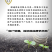 莹秀翠竹西芹种子100克装进口西芹厂家直销