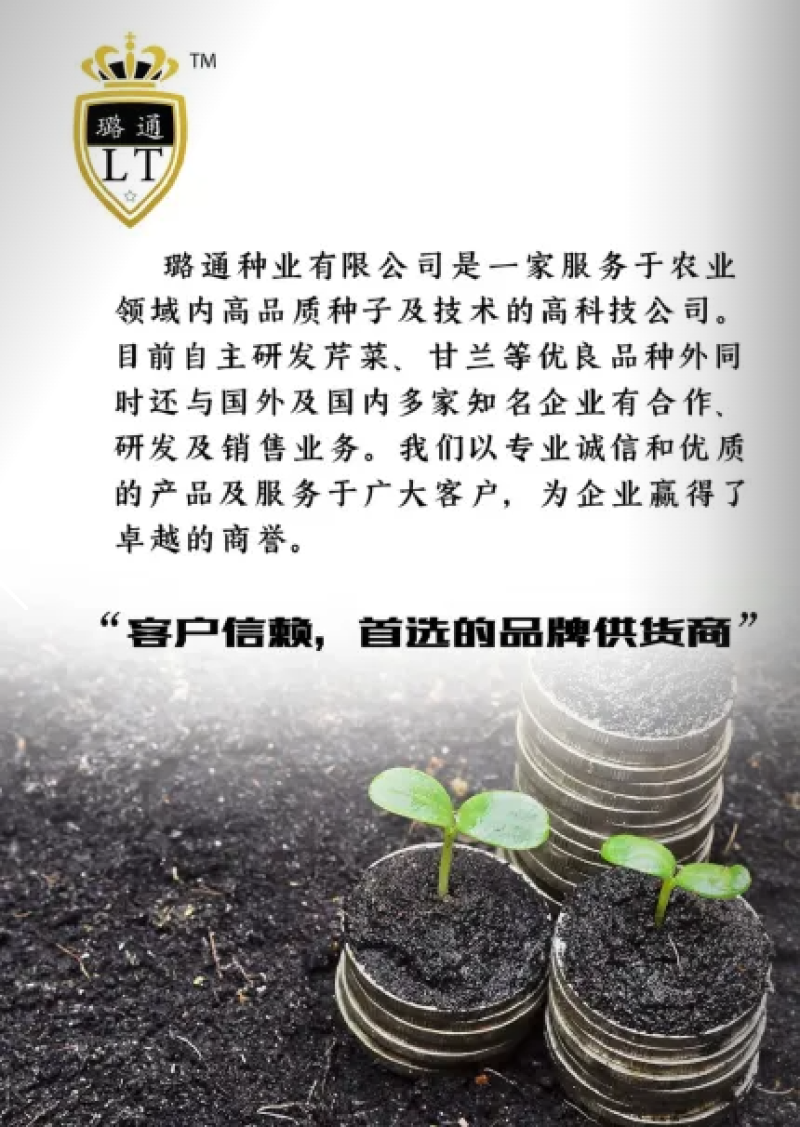 莹秀翠竹西芹种子100克装进口西芹厂家直销