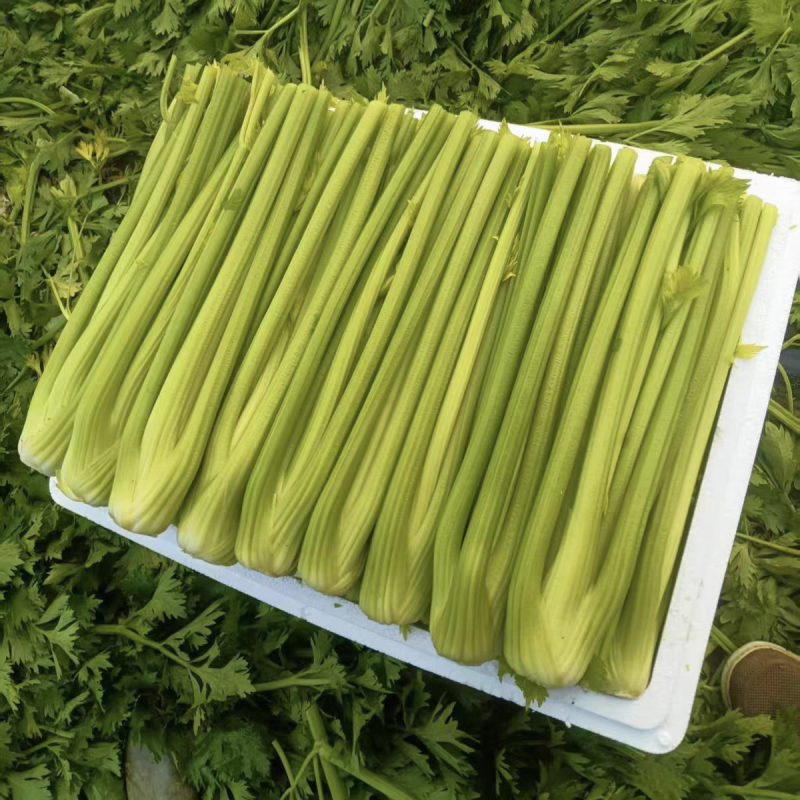莹秀翠竹西芹种子100克装进口西芹厂家直销